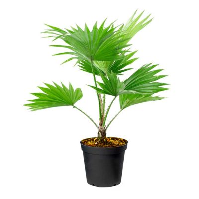 Planta Artificial Licuala 51cm con Pote Decore – Decoración