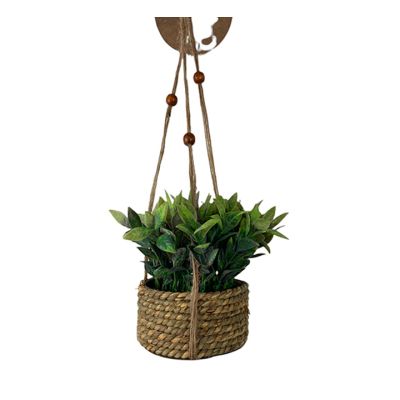 Planta Colgante con Pote 18X8x15cm Concepts (592-301403)
